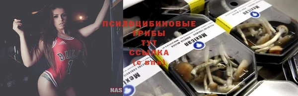 сатива Аркадак